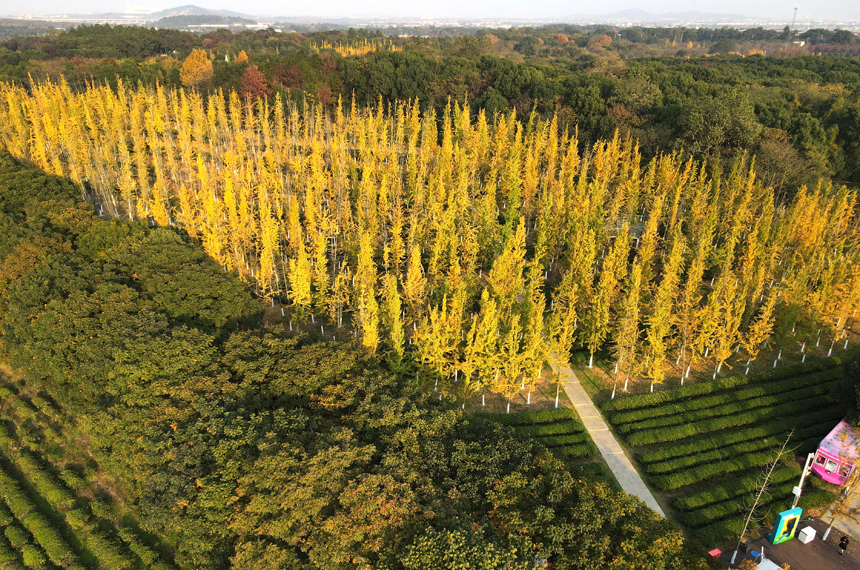 江西省南昌縣鳳凰溝景區銀杏迎來最佳觀賞季。虞亮亮攝