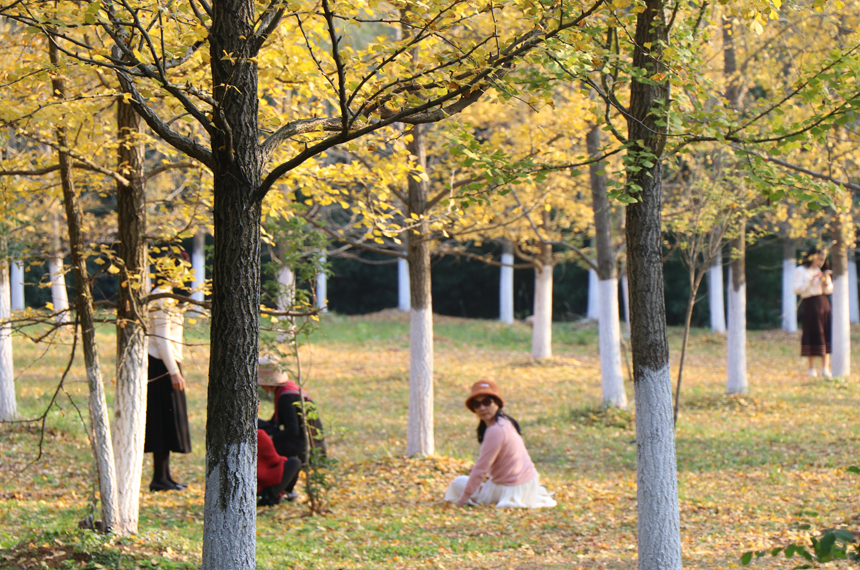 江西省南昌縣鳳凰溝景區銀杏樹葉泛黃，吸引游客前來參觀游覽。虞亮亮攝