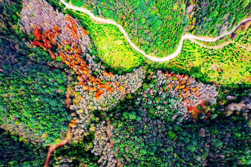 仲冬時節，雙西村漸漸拉開色彩斑斕的大幕。危仁鵬攝