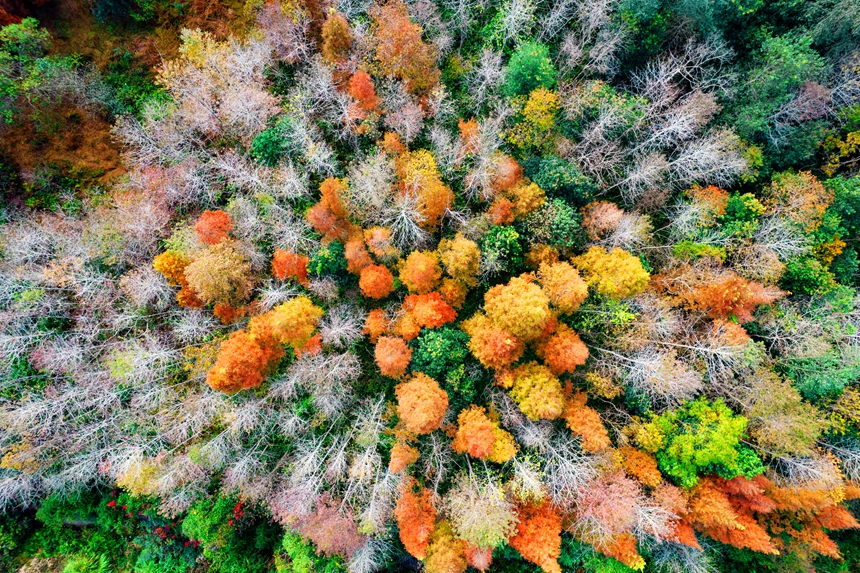 仲冬時節，雙西村漸漸拉開色彩斑斕的大幕。危仁鵬攝