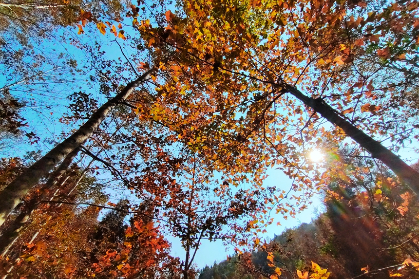仲冬時節，雙西村漸漸拉開色彩斑斕的大幕。危仁鵬攝