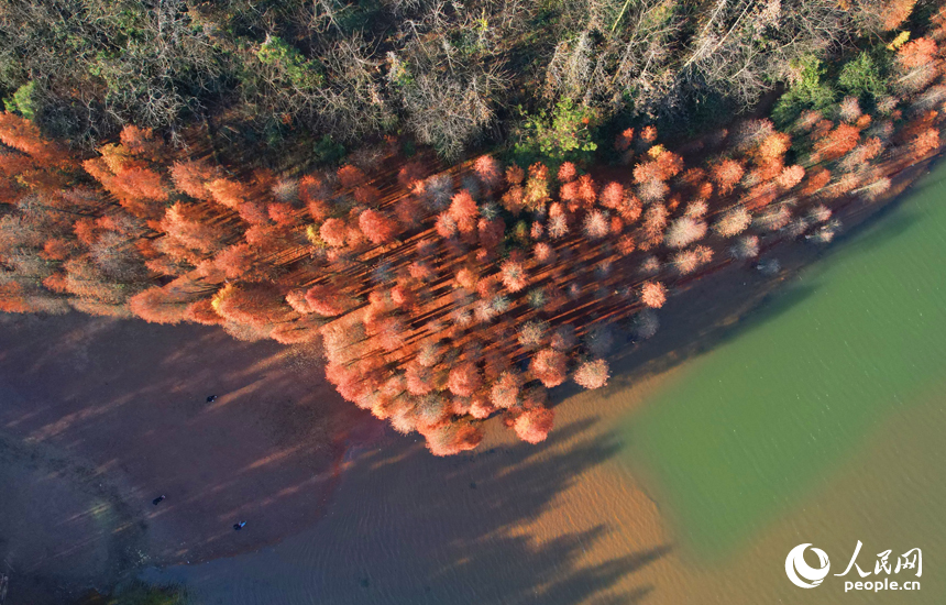 航拍鏡頭下的江西省南昌縣黃馬鄉白虎嶺景區，水杉樹換上“紅裝”。人民網記者 毛思遠攝