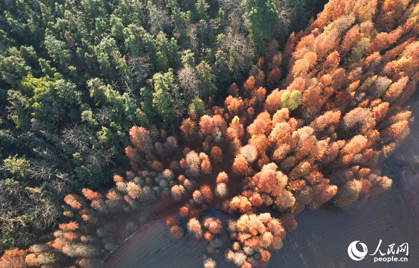 航拍鏡頭下的江西省南昌縣黃馬鄉白虎嶺景區，水杉樹換上“紅裝”。人民網記者 毛思遠攝