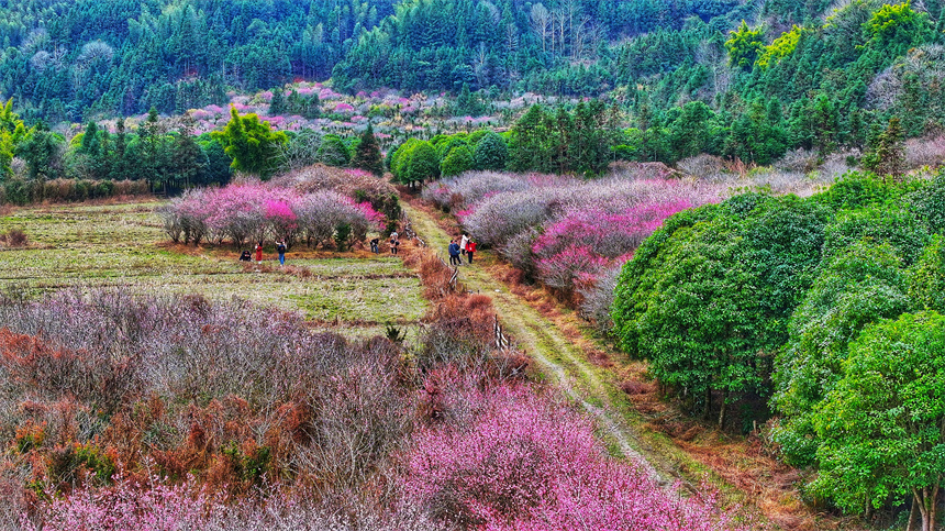 江西省贛州市全南縣南逕鎮黃云村梅園內的梅花綻放。尹其奇攝
