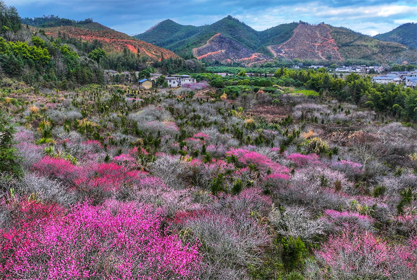 江西省贛州市全南縣南逕鎮黃云村梅園內的梅花綻放。尹其奇攝