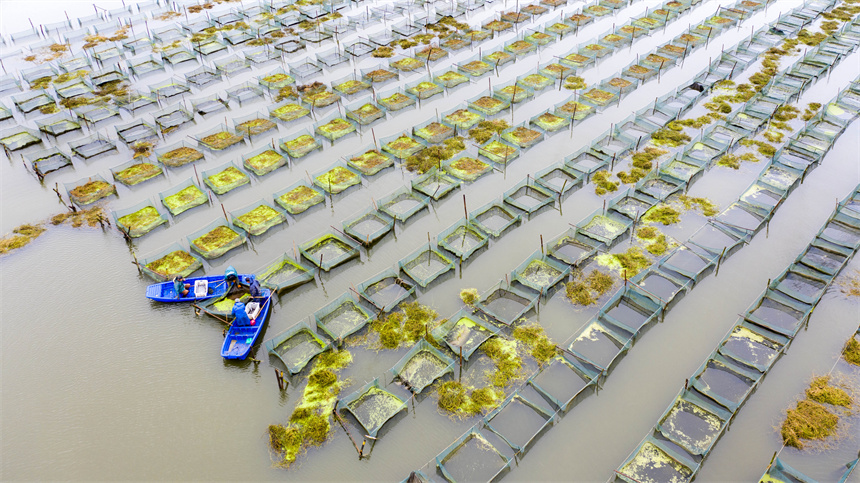 養殖戶正在捕撈黃鱔。周亮攝