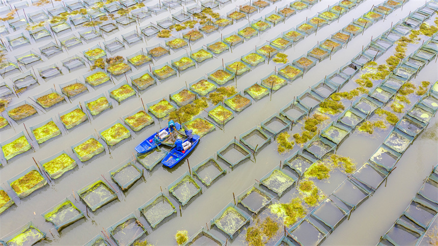 養殖戶正在捕撈黃鱔。周亮攝