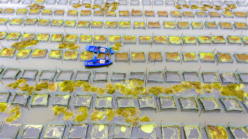 養殖戶正在捕撈黃鱔。周亮攝