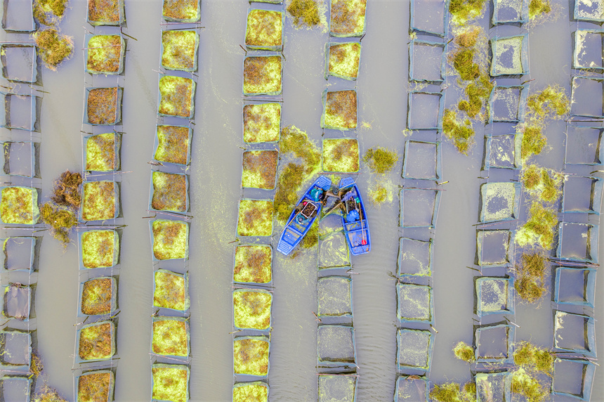 養殖戶正在捕撈黃鱔。周亮攝