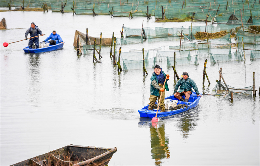 養殖戶將剛捕撈的黃鱔運至岸邊。周亮攝
