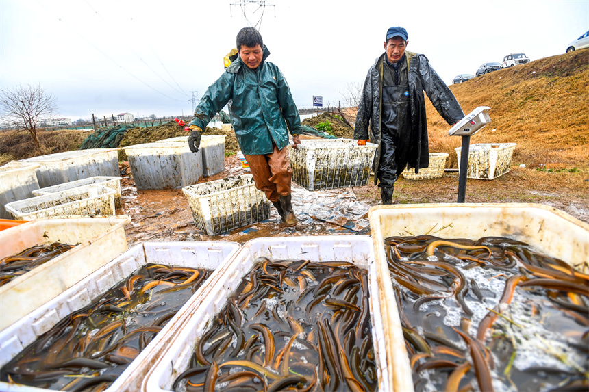養殖戶將剛捕撈的黃鱔集中存放。周亮攝