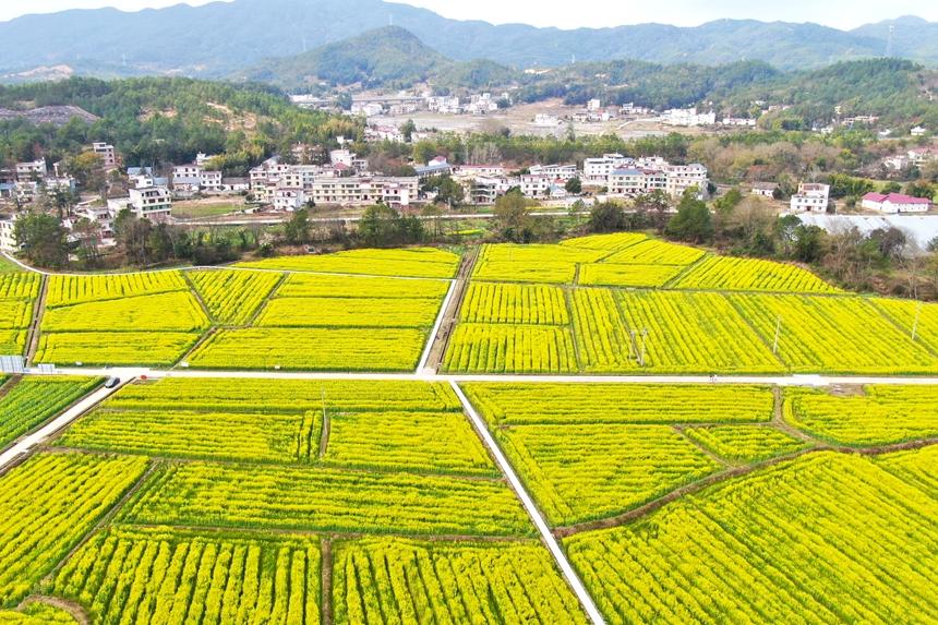 江西省贛州市會昌縣西江鎮千畝油菜花競相綻放。劉兆春攝
