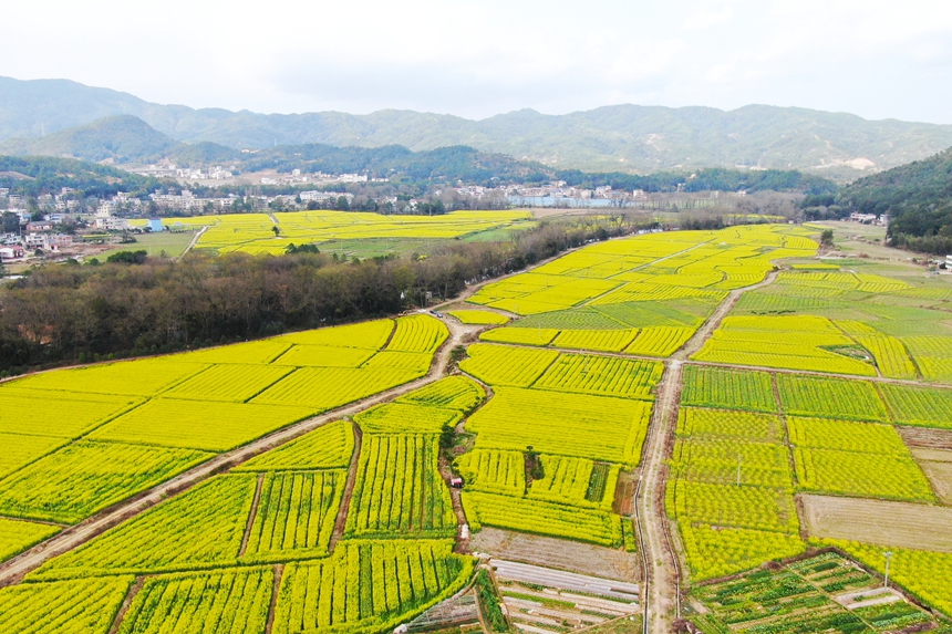 江西省贛州市會昌縣西江鎮千畝油菜花競相綻放。劉兆春攝
