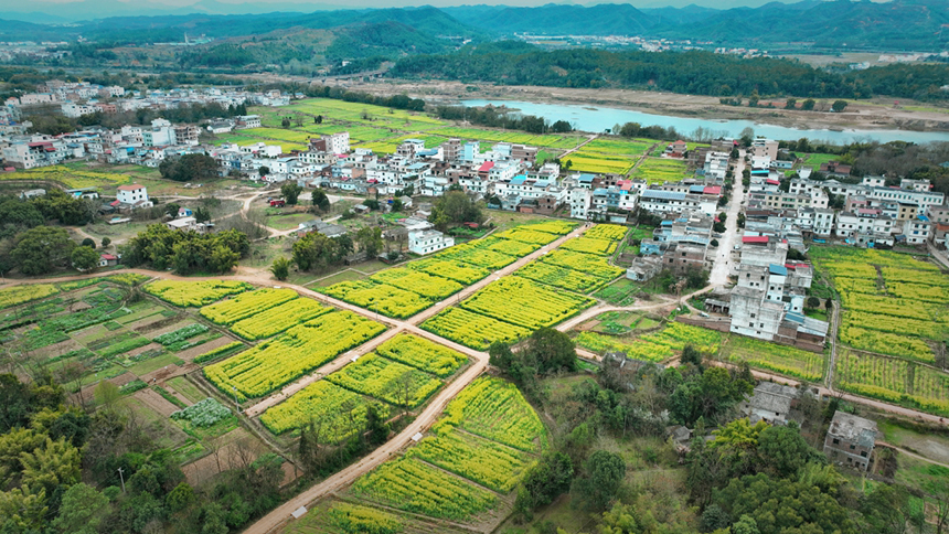 江西省贛州市信豐縣鐵石口鎮極富村，近千畝油菜花肆意綻放。劉陽春攝