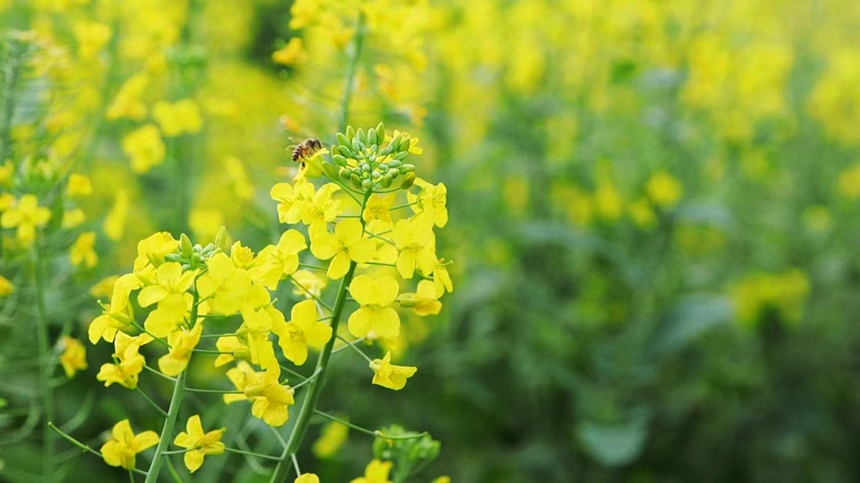 油菜花盛放，蜜蜂采蜜忙。劉陽春攝