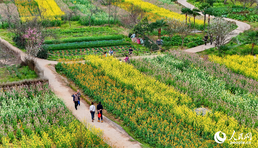 贛州市贛縣區湖江鎮洲坪村，連片的彩色油菜花盛開，吸引許多游客前來觀賞游玩。人民網 朱海鵬攝