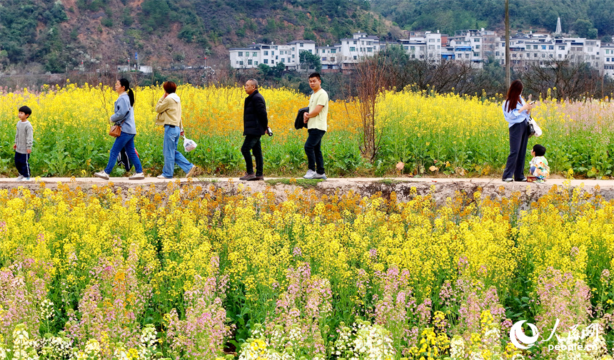 贛州市贛縣區湖江鎮洲坪村，連片的彩色油菜花盛開，吸引許多游客前來觀賞游玩。人民網 朱海鵬攝