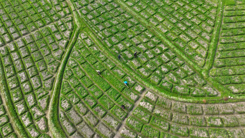 村民正在地里勞作。鄧龍華攝