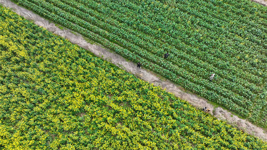 村民正在地里勞作。鄧龍華攝
