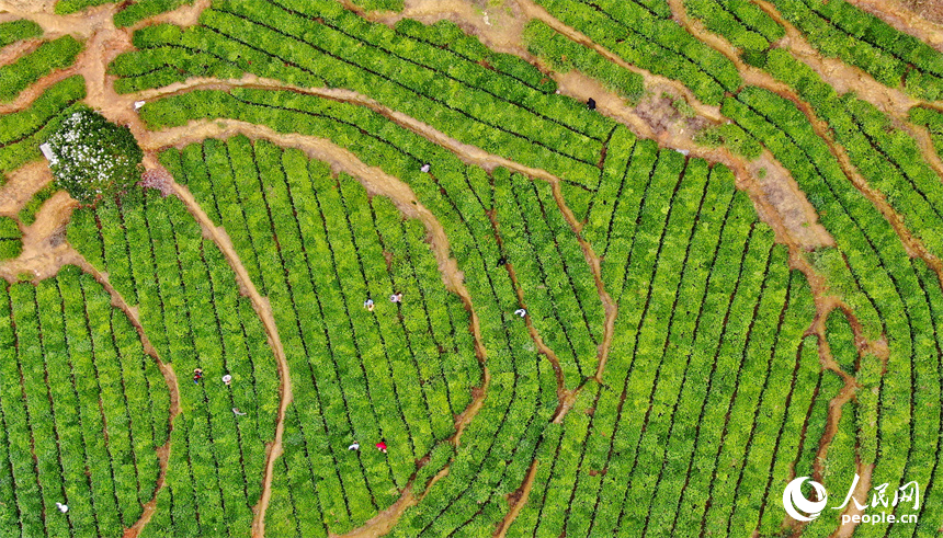 贛州市定南縣天九鎮新坳村茶園，茶農穿行在一壟壟茶樹間采摘春茶。人民網 朱海鵬攝