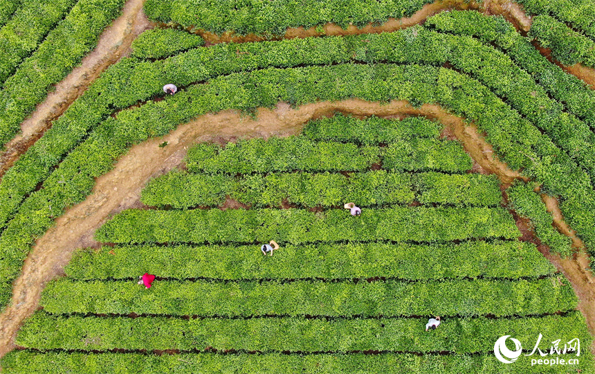 贛州市定南縣天九鎮新坳村茶園，茶農穿行在一壟壟茶樹間采摘春茶。人民網 朱海鵬攝