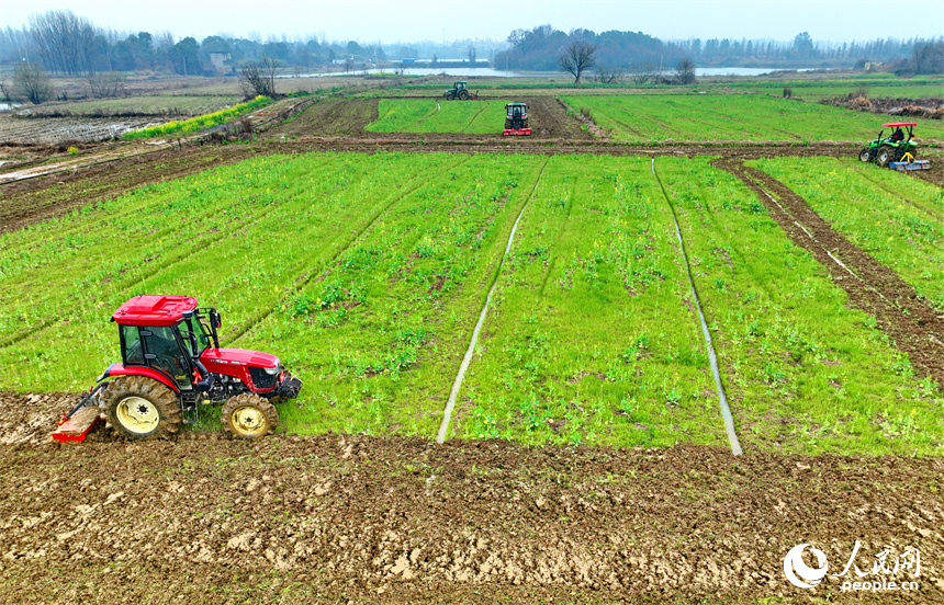 南昌市南昌縣塔城鄉青嵐村，農機手駕駛著拖拉機在翻耕農田，一派忙碌景象。人民網 朱海鵬攝