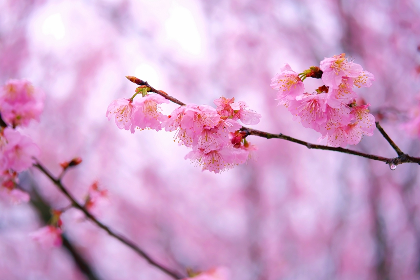 江西省九江市武寧縣澧溪鎮北灣半島櫻花園內五萬株櫻花競相綻放。陳小玉攝
