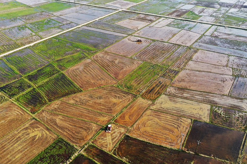 農戶正駕駛農機翻耕作業。饒方其攝