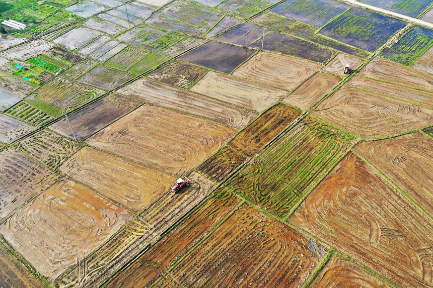 農戶正駕駛農機翻耕作業。饒方其攝