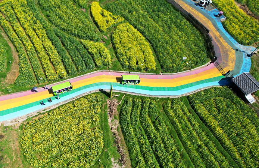 田野里，一片金黃，吸引了大批游客前來游玩觀賞、打卡拍照。賀治斌攝