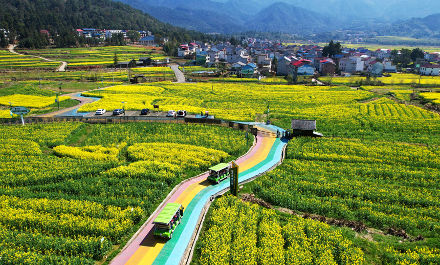 田野里，一片金黃，吸引了大批游客前來游玩觀賞、打卡拍照。賀治斌攝