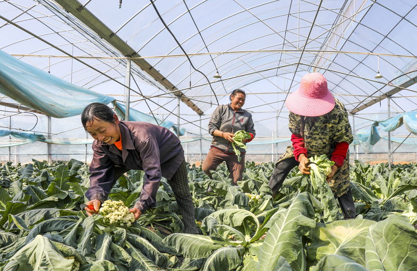 村民正在采收西藍花。謝東攝