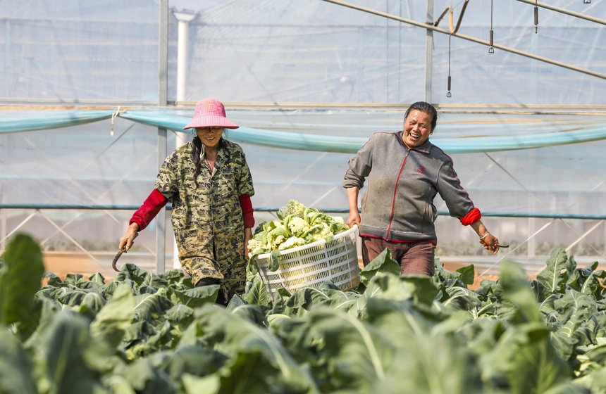 村民正在采收西藍花。謝東攝