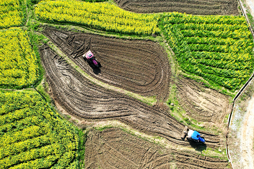 農機手駕駛著拖拉機在來回犁田。賀治斌攝