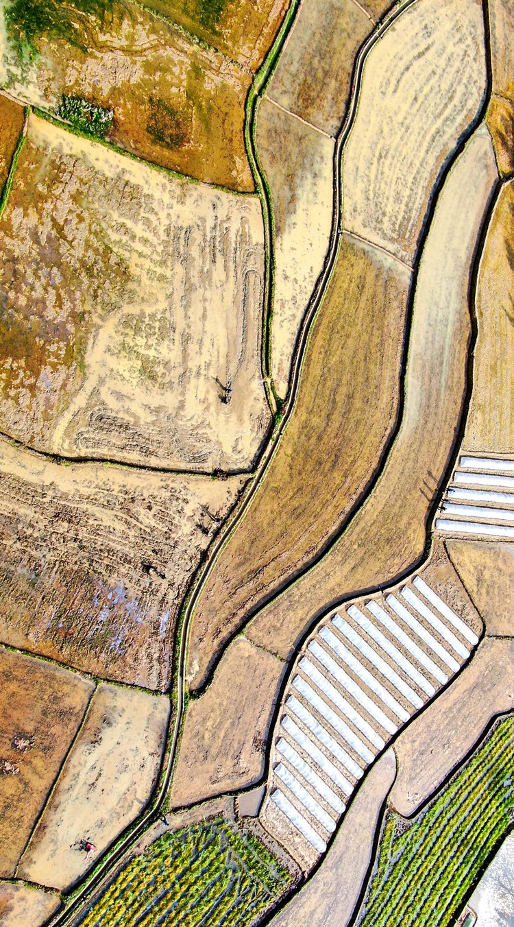 春日田園一派繁忙春耕景象。詹繼成攝