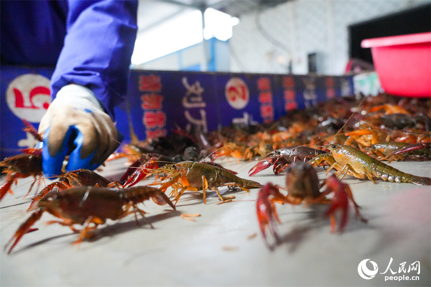 蝦農正在對捕獲的小龍蝦進行分裝。人民網 孔文進攝