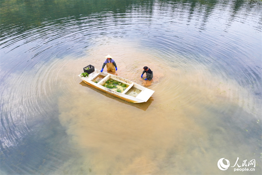 撫州市崇仁縣許坊鄉許坊村的巴和生態園，村民在采收凈化水質水草供應市場。人民網 朱海鵬攝