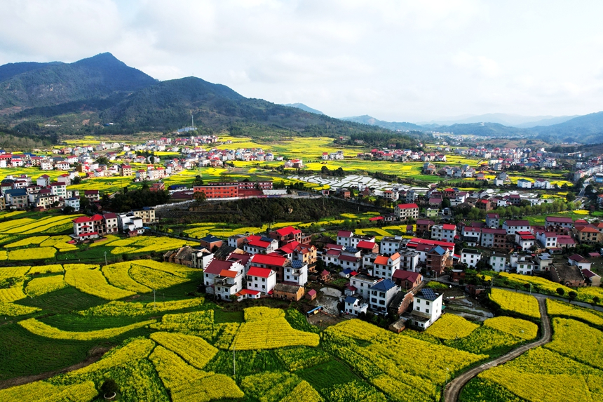 航拍江西省蓮花縣南嶺鄉油菜花競相怒放，金燦燦的花海綿延不斷。賀治斌攝