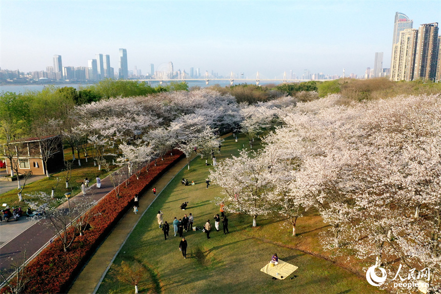江西省南昌市贛江畔水清岸美春意濃，人們在櫻花樹下享受春光。 人民網記者 時雨攝