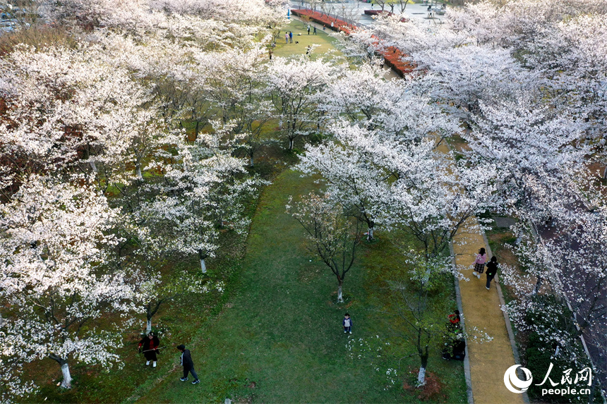 江西省南昌市贛江畔水清岸美春意濃，人們在櫻花樹下享受春光。 人民網記者 時雨攝