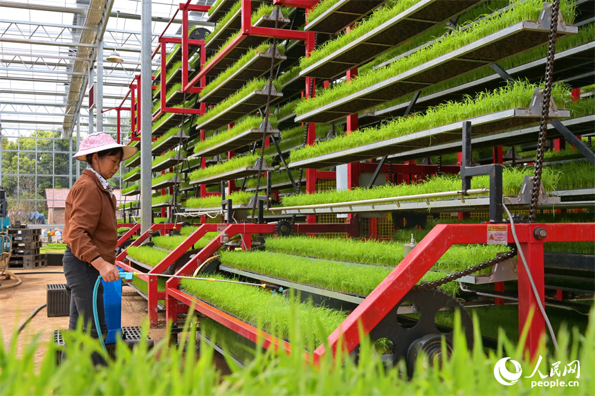 贛州市南康區橫市鎮農事綜合服務中心育秧工廠，村民在管護水稻秧苗。人民網 朱海鵬攝