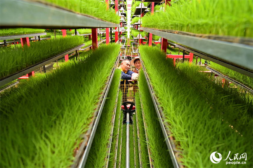 贛州市南康區橫市鎮農事綜合服務中心育秧工廠，農技員在查看水稻秧苗生長情況。人民網 朱海鵬攝