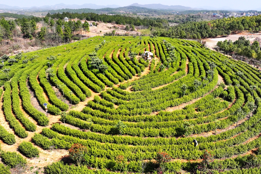 航拍共青城市澤泉鄉觀音橋村六百畝茶園。潘成攝
