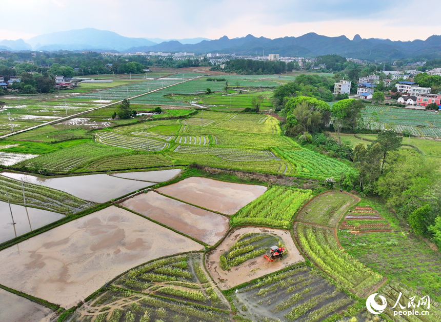 贛州市會昌縣周田鎮，農戶在田間進行犁田、插秧作業。人民網 朱海鵬攝