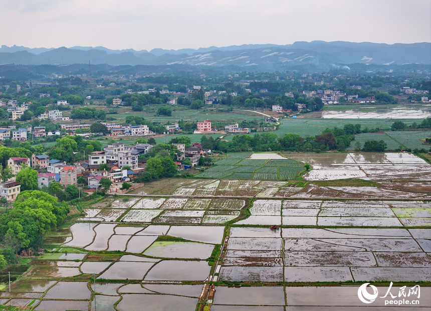 贛州市會昌縣各鄉鎮農民抓住農時，有條不紊地投入到春耕、春播等各項農事活動中，田間地頭處處可見忙碌耕作的景象。人民網 朱海鵬攝