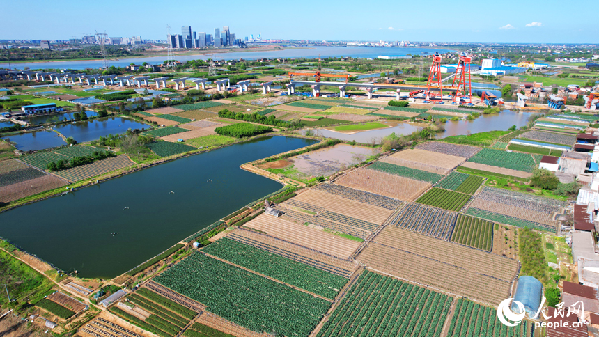 南昌市東湖區揚子洲鎮蔬菜基地綠意盎然。人民網記者 毛思遠攝