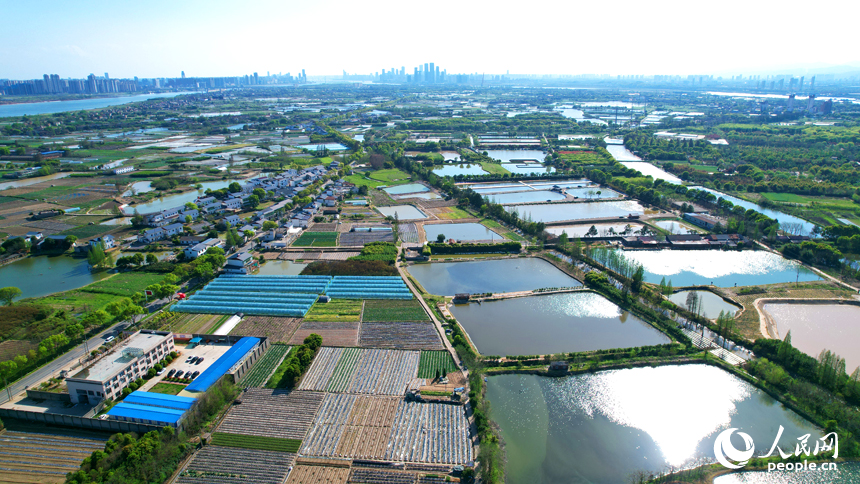 南昌市東湖區揚子洲鎮蔬菜基地綠意盎然。人民網記者 毛思遠攝