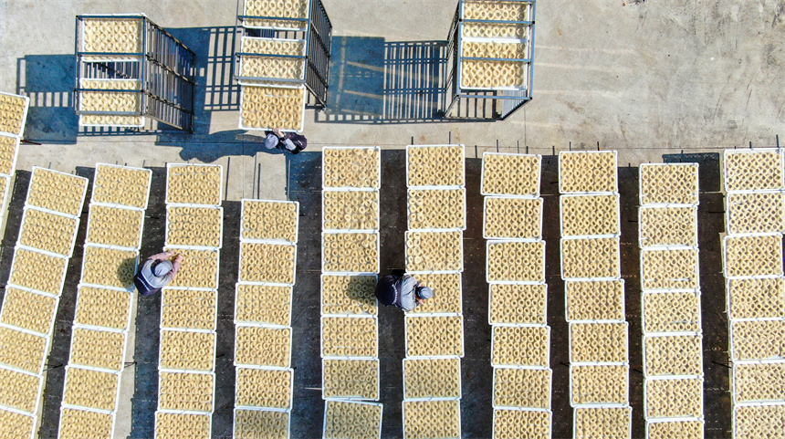 工人們正利用晴好天氣晾曬米粉。詹繼成攝