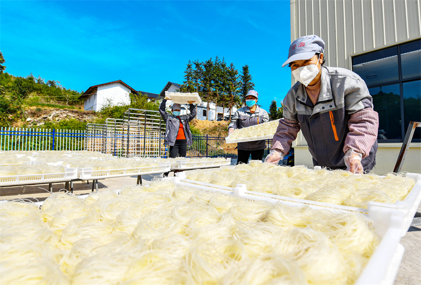 工人們正利用晴好天氣晾曬米粉。詹繼成攝