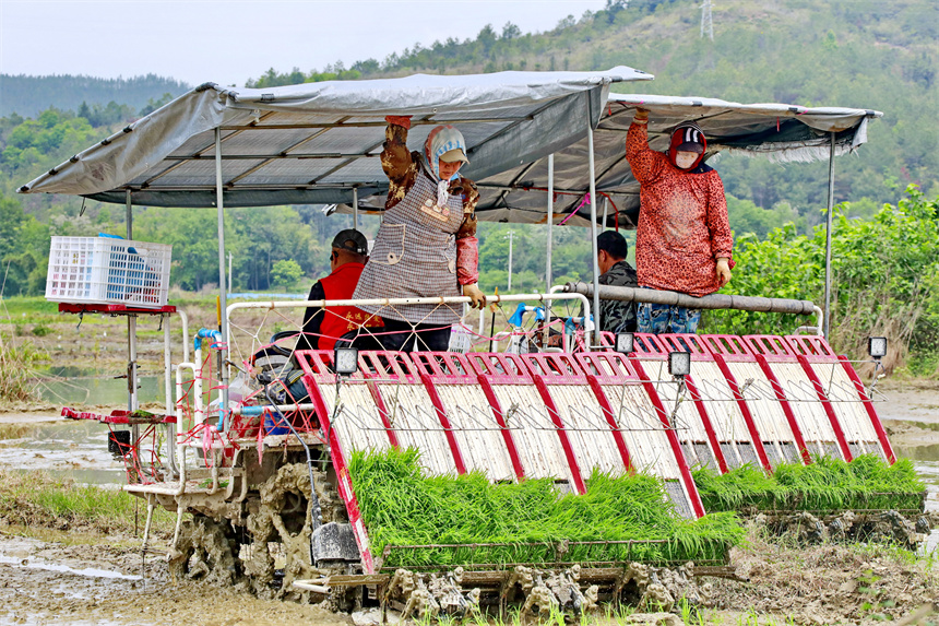 種糧戶駕駛插秧機在進行機械化插秧，田間地頭一派繁忙景象。人民網 朱海鵬攝